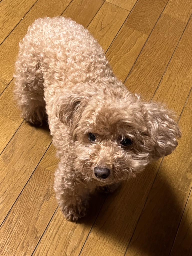 プードル