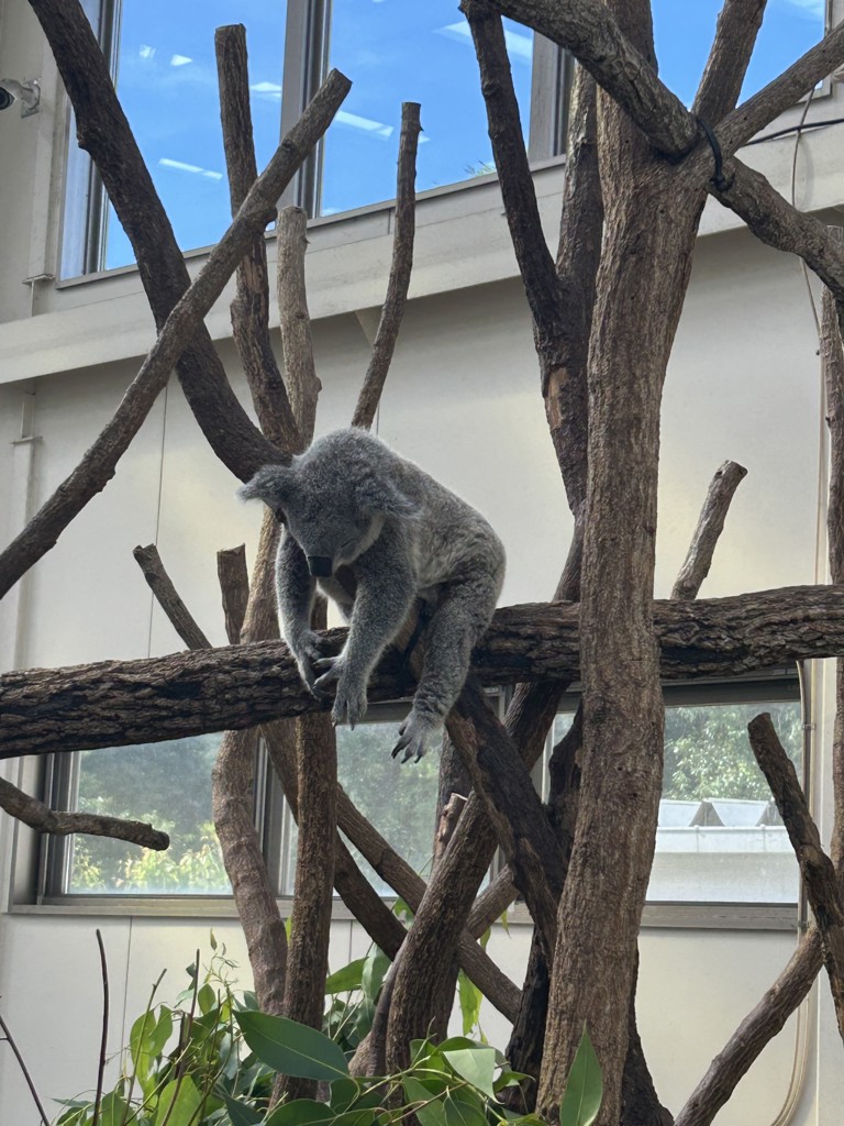 SUKALA】バックフレアタンク(S・Mサイズ ローズコッパー・チョコレート