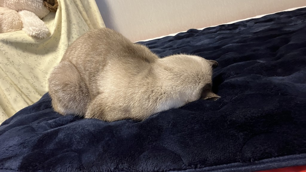 ミニブタ