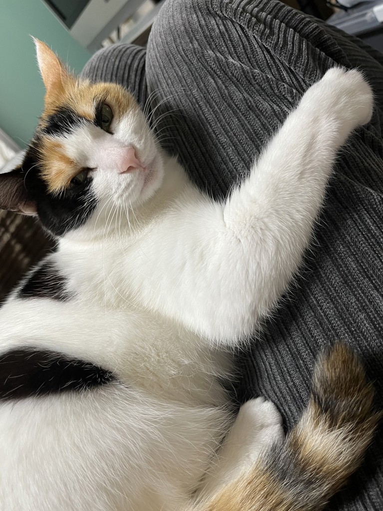 はるちゃん