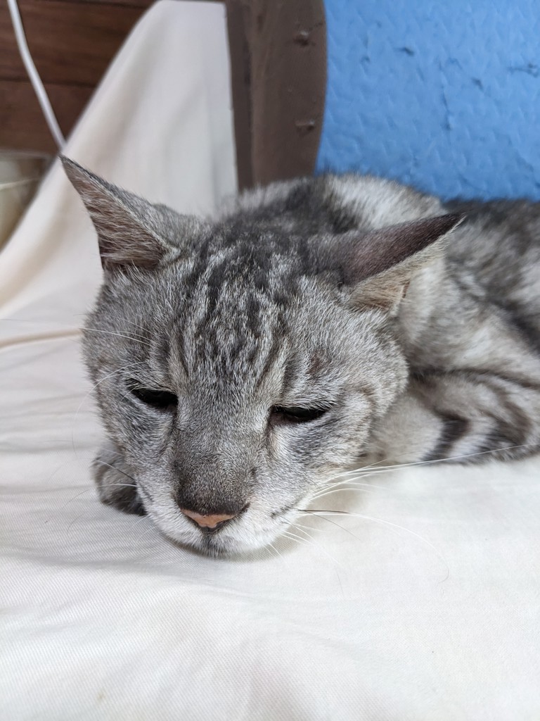 バロンまま