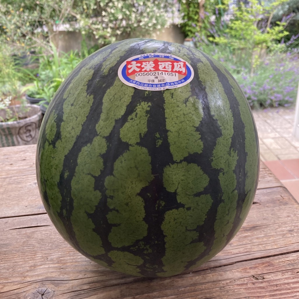 父の日】 鳥取県産 大栄西瓜 3L・1玉（約8kg）: 全農とっとり JAタウン