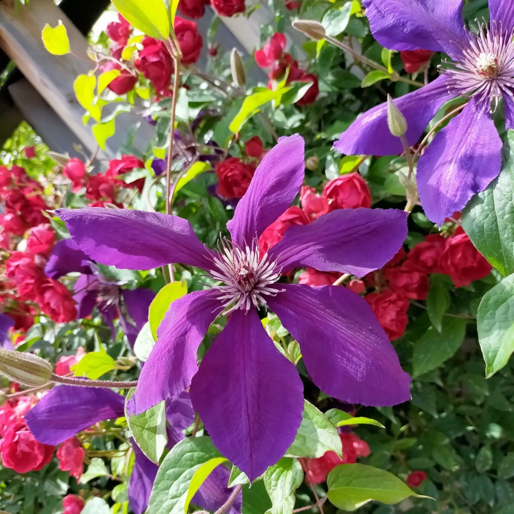 ＡＹＡMAMA