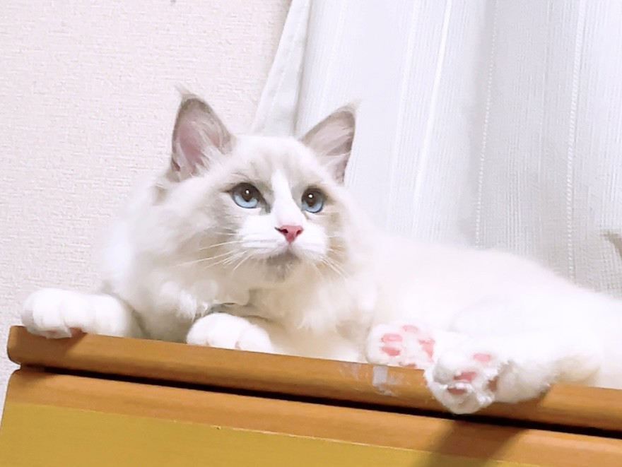 なな