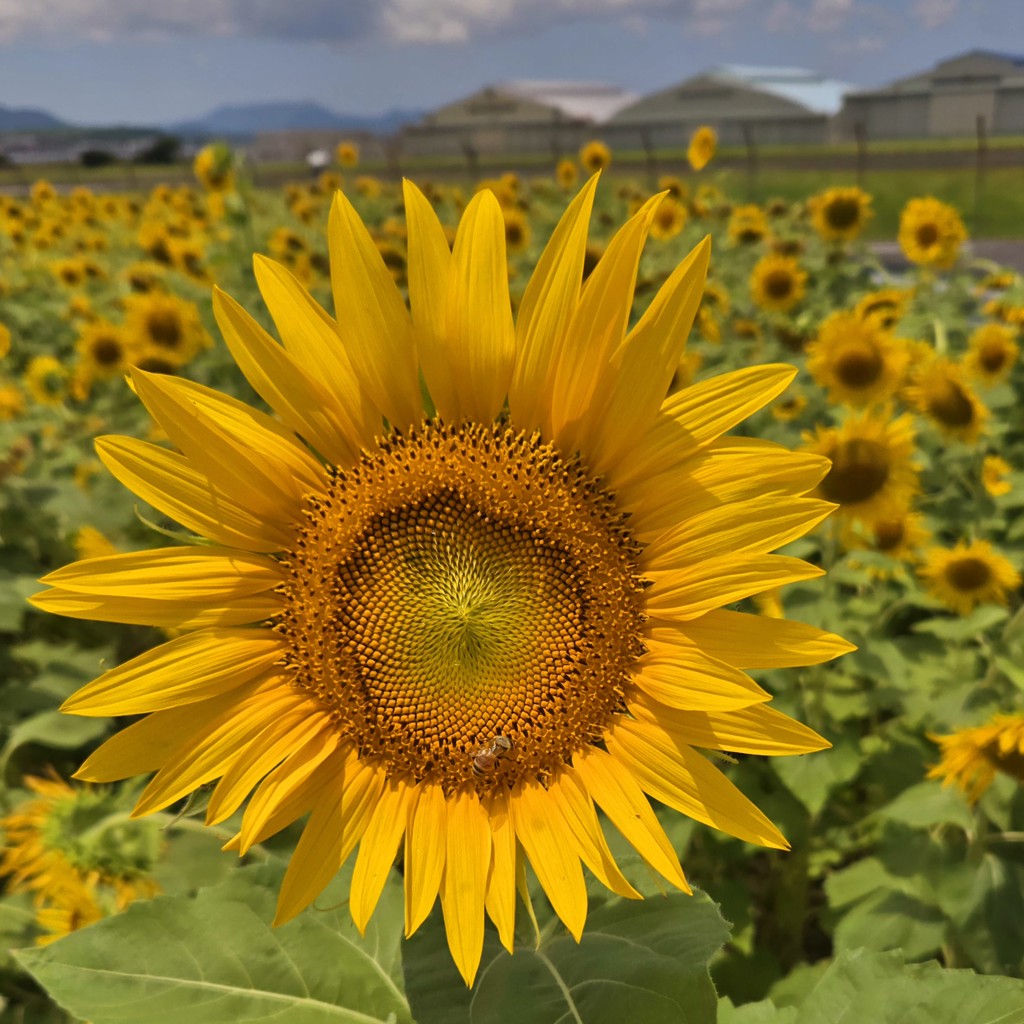 ナイツドリーム バッグ NID-241389(ブラック): FEILER｜フェイラー公式