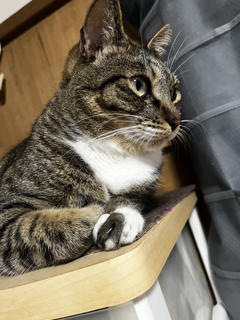 ひまわりん