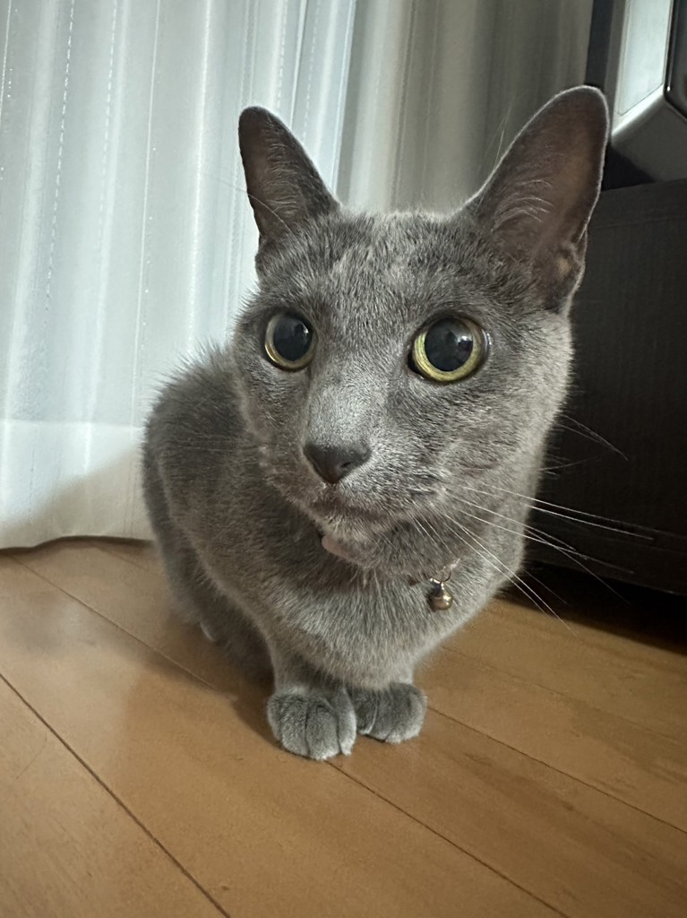 あおきょん