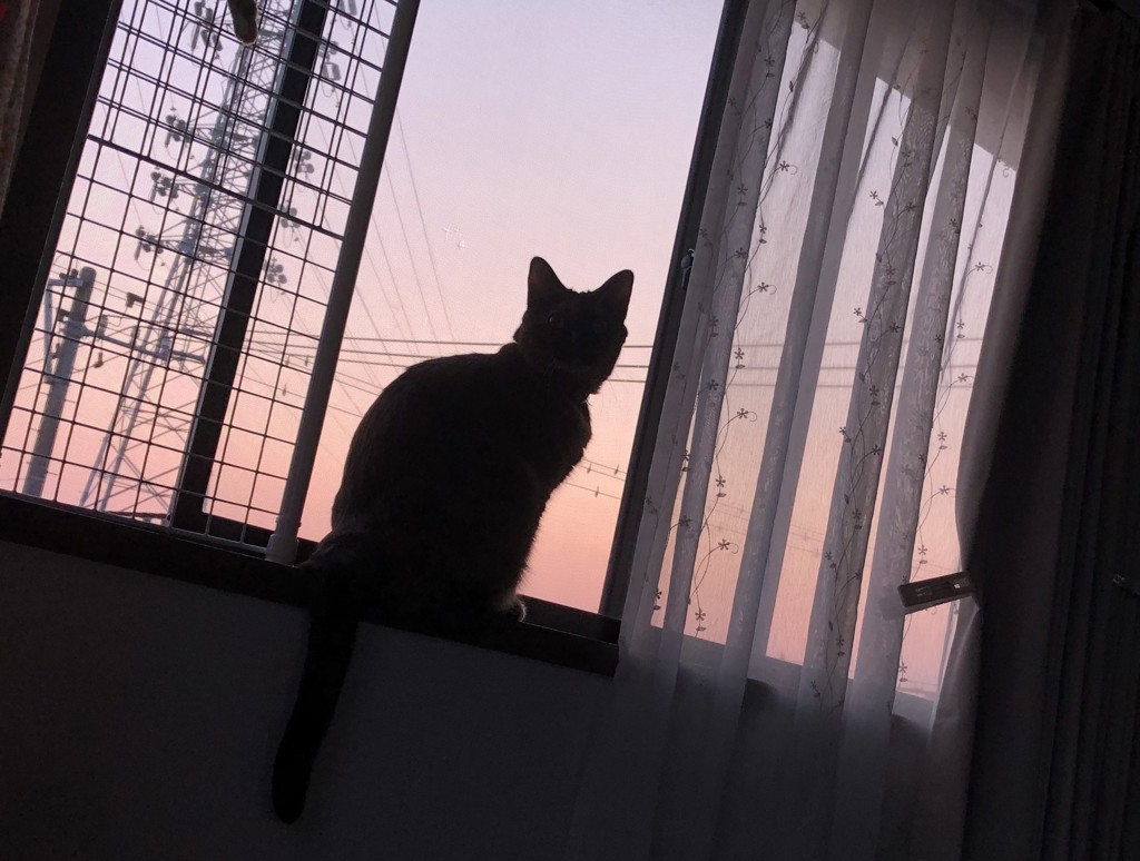 ヒッキーの庭仕事