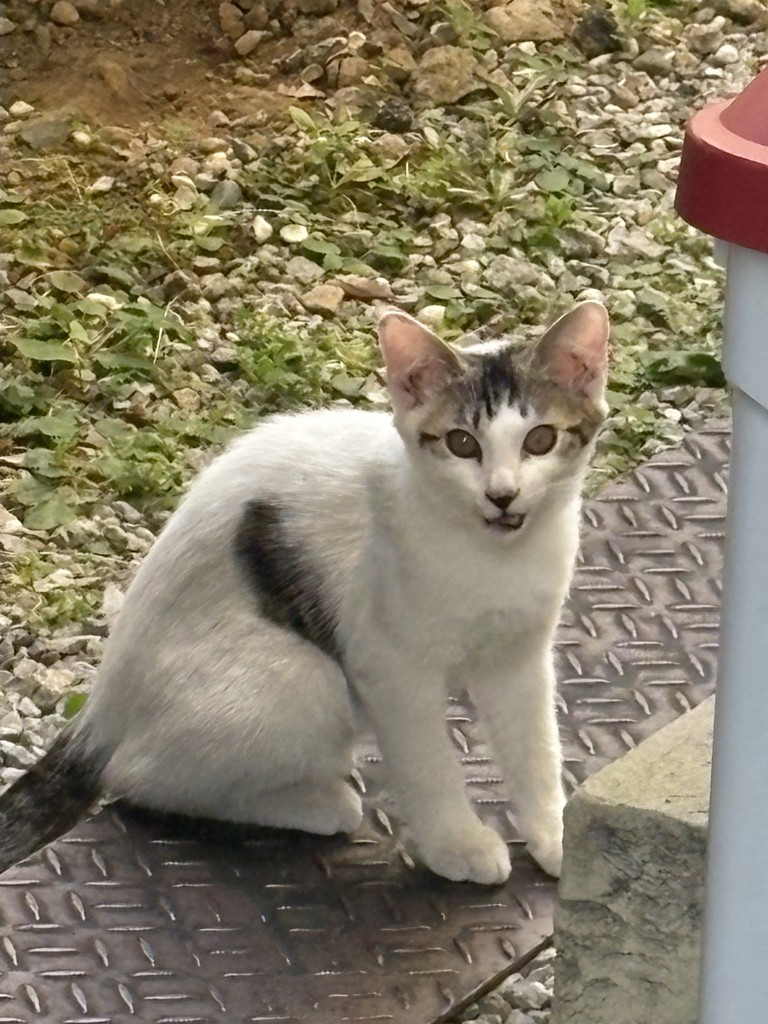 キャットトラっチー