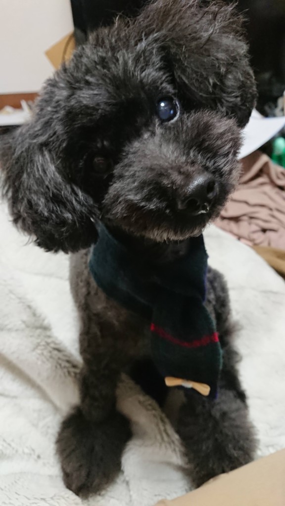 モモンガ