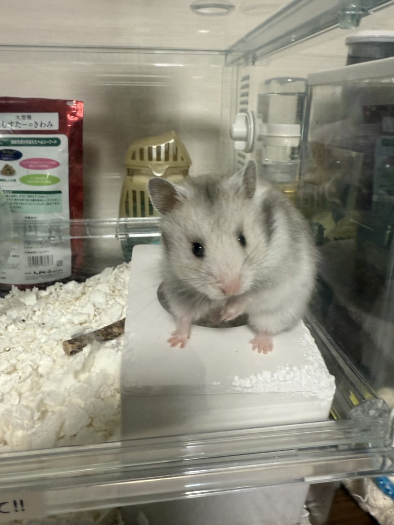 ブライトローション – My NADESHICO Store