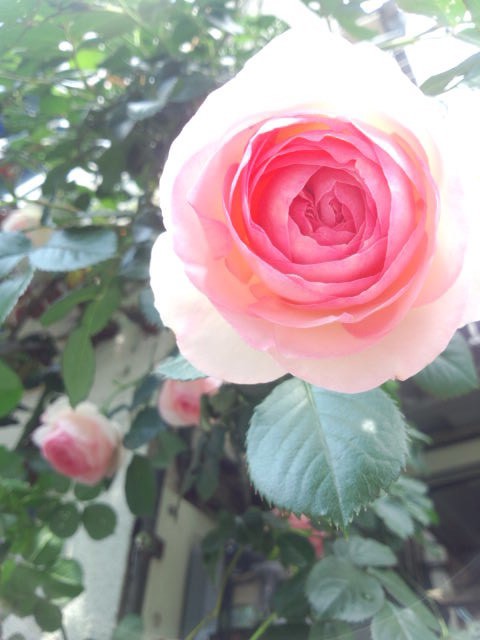 ユーザーアイコン