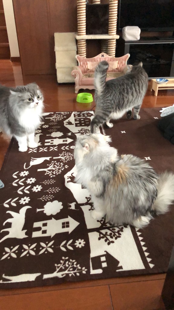 ヨッシー