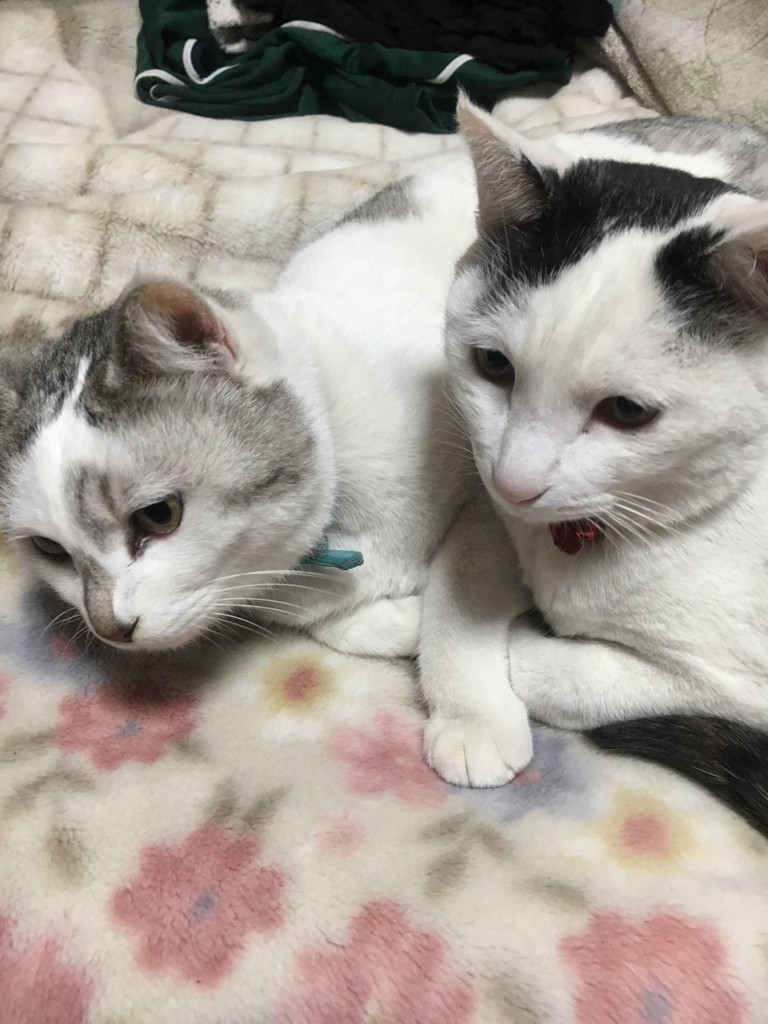 トッティ