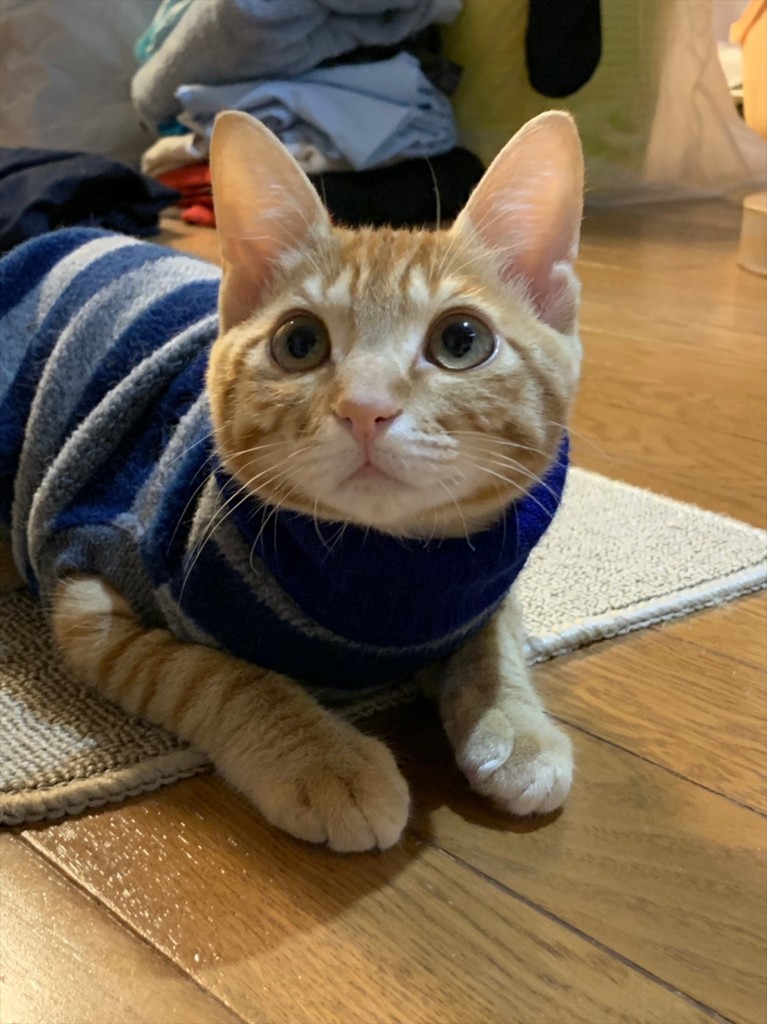 ポチりん