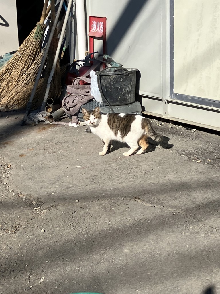ピンクの猫★★★★★★★★★★★★★★★モリブデン汁食缶·日本製 ピンクの猫