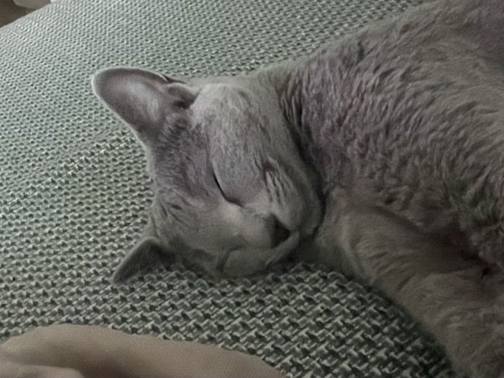はちこ