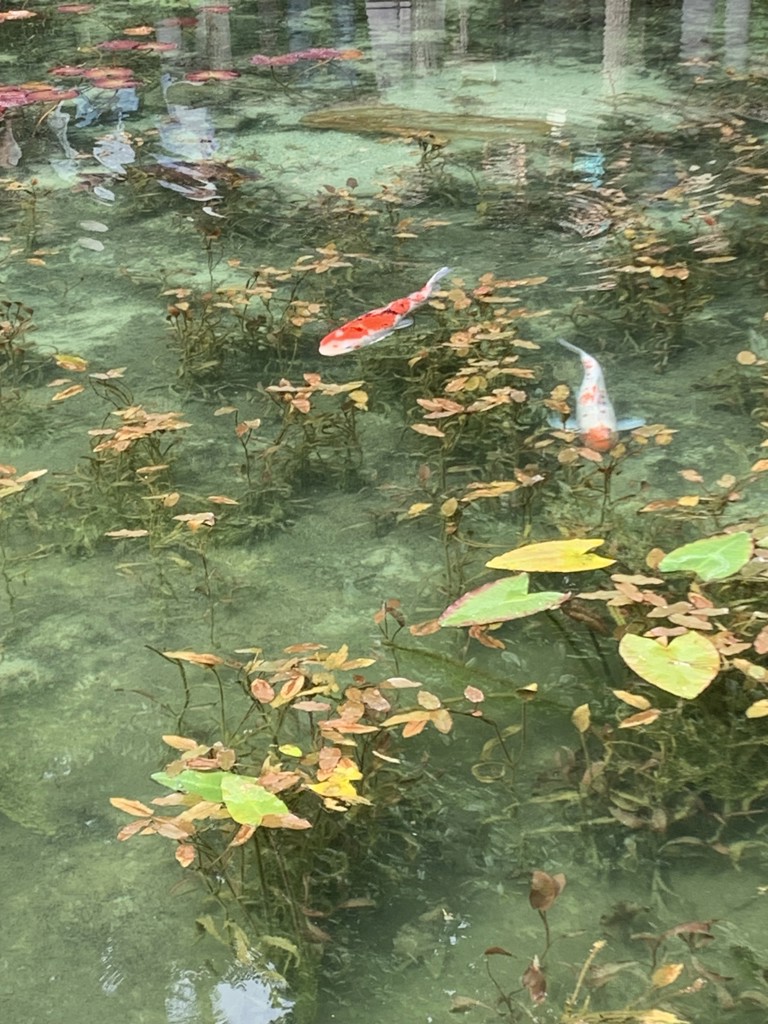 モコ