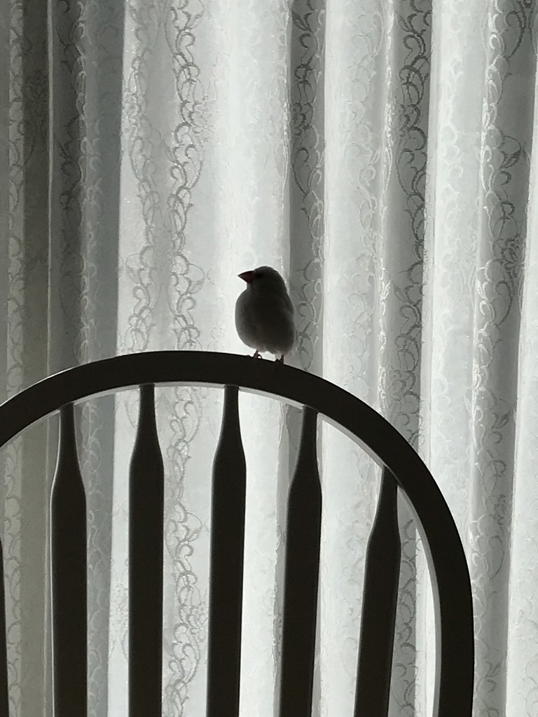 ぼんじり