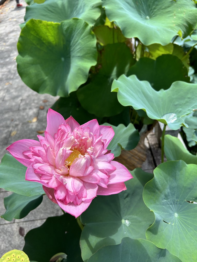 ちさ