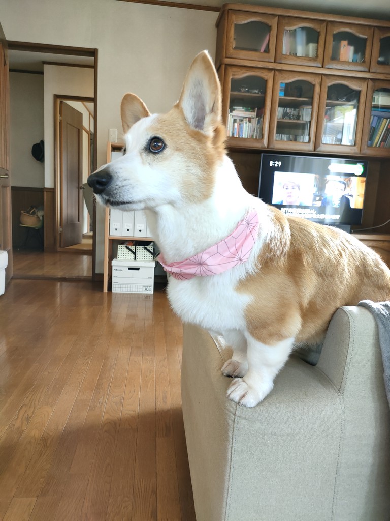 ウォーキングは毎日