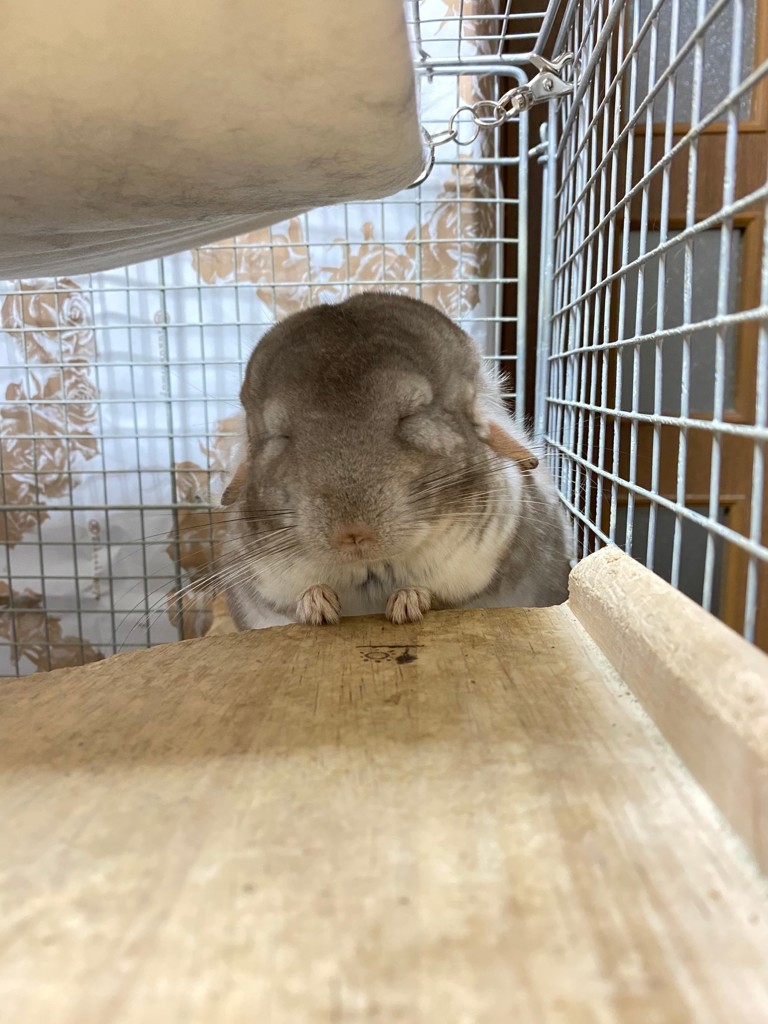 つむぎたん
