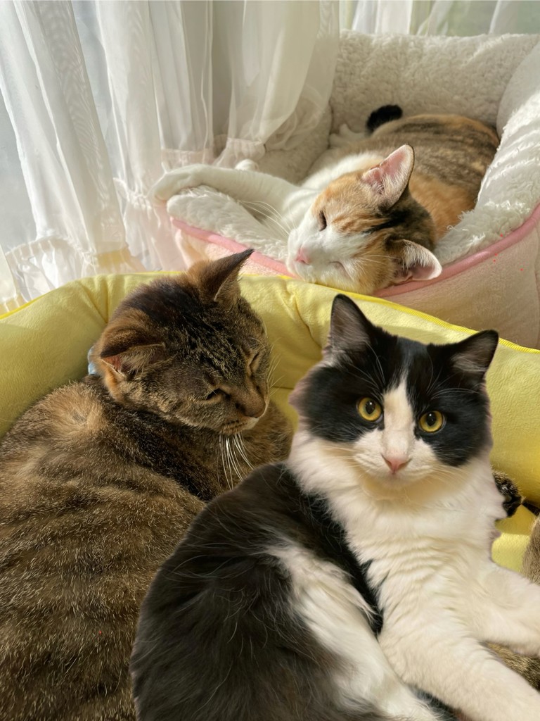 にゃぁちびまぐろママ