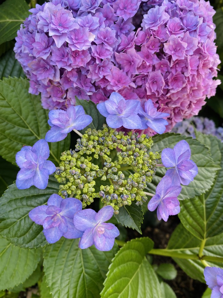 リコリコ
