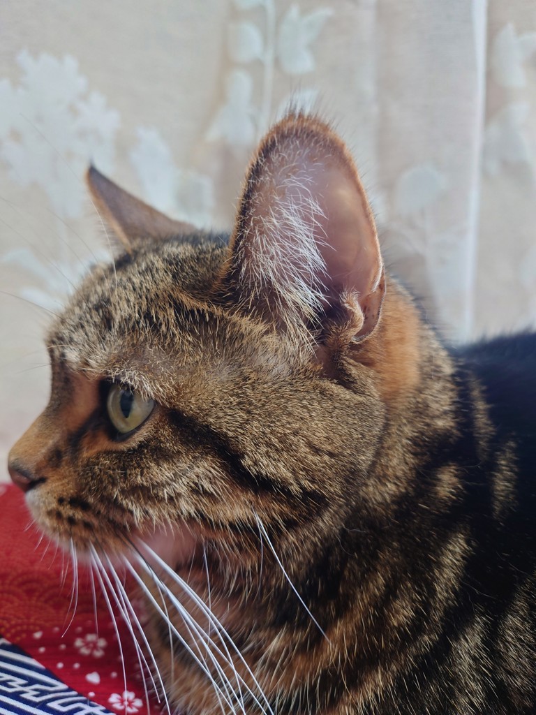 ねこち