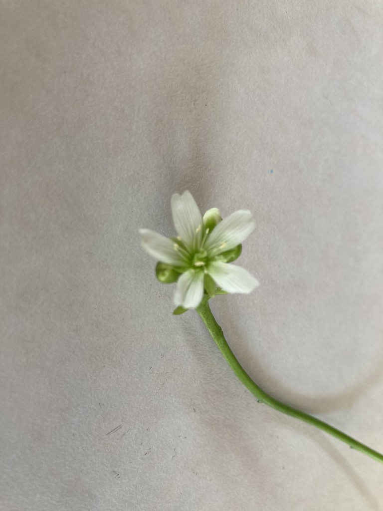 トリニティーライン 薬用ホワイトニングUVミルク プロテクション 30g