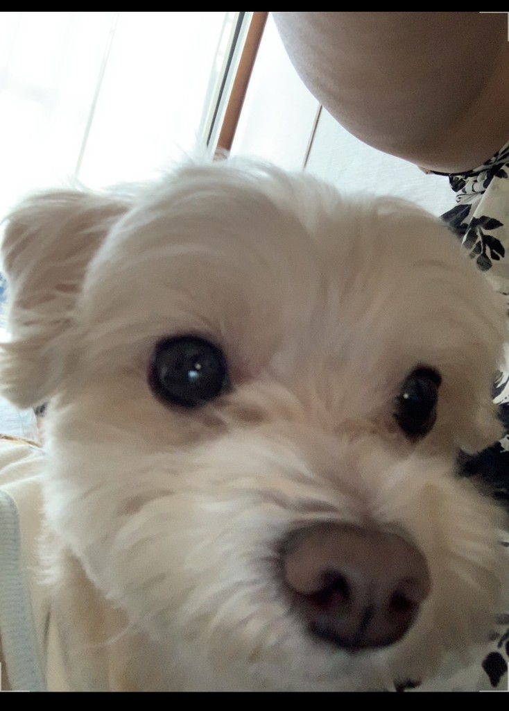 ひぃちゃん