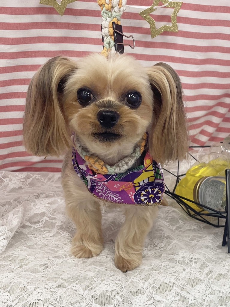 SUKALA】プルオーバー付きトリプルセットアップ(XS・S・M・L・LLサイズ