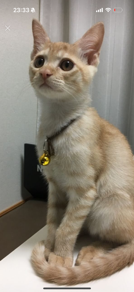 まつ