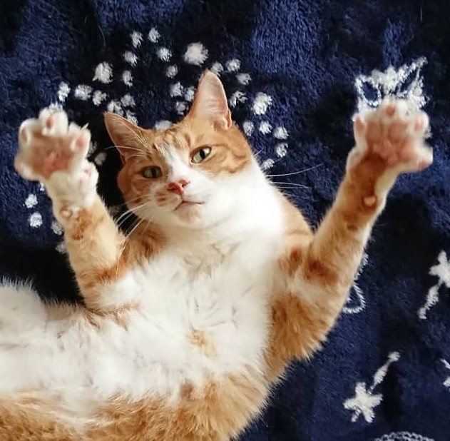 ふわねこ
