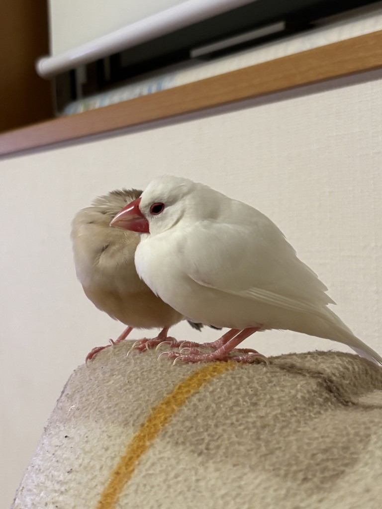 はっち