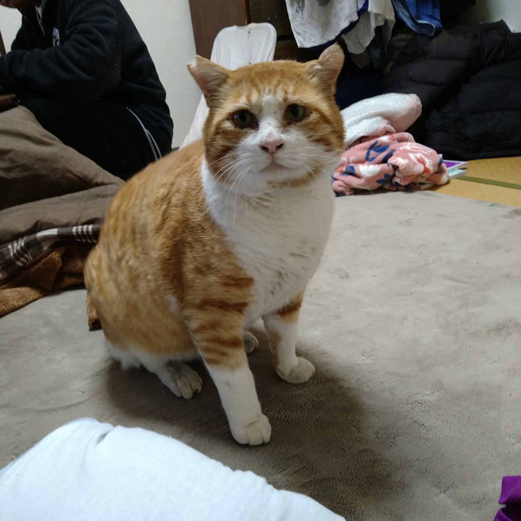 みゃーくんのお姉ちゃん