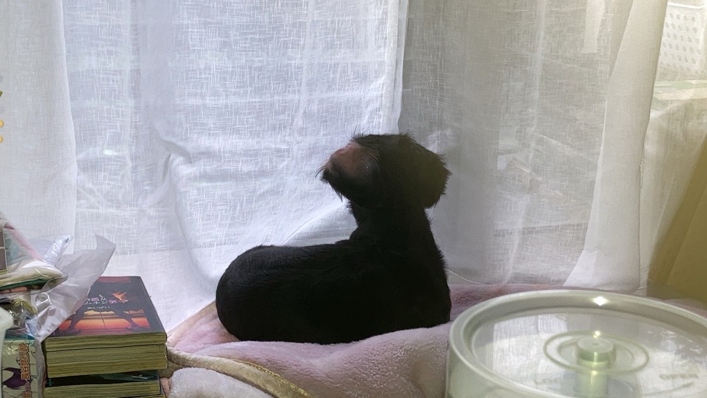 みゆっぴ