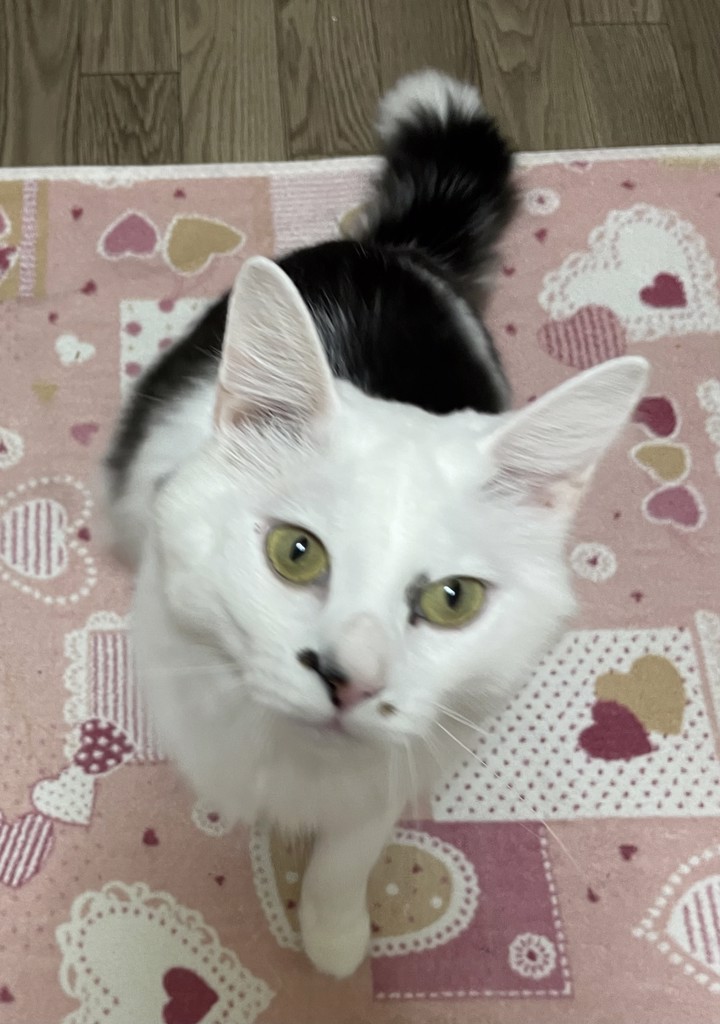 ユーザーアイコン