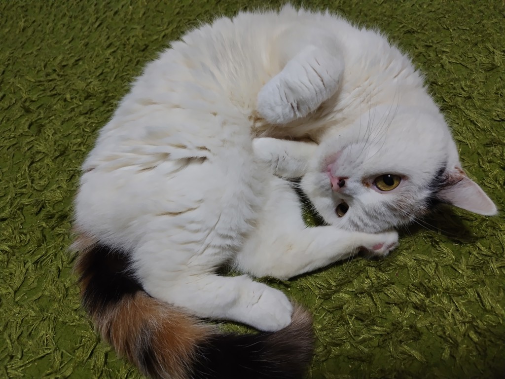 みるもち