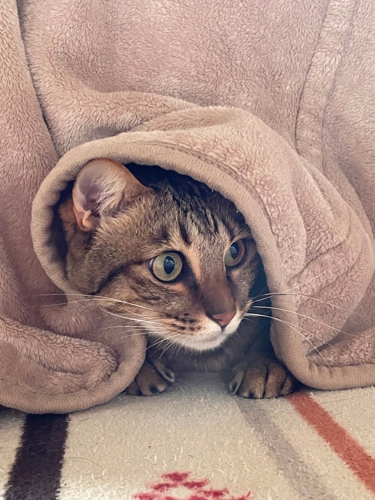 ゆきち