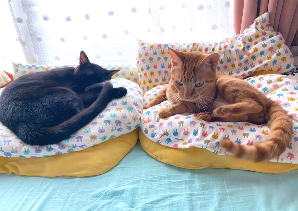 ねここ