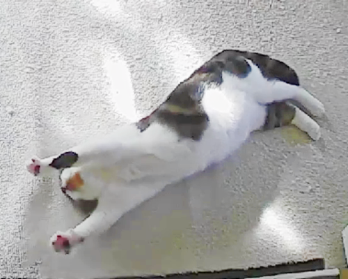 うさたま