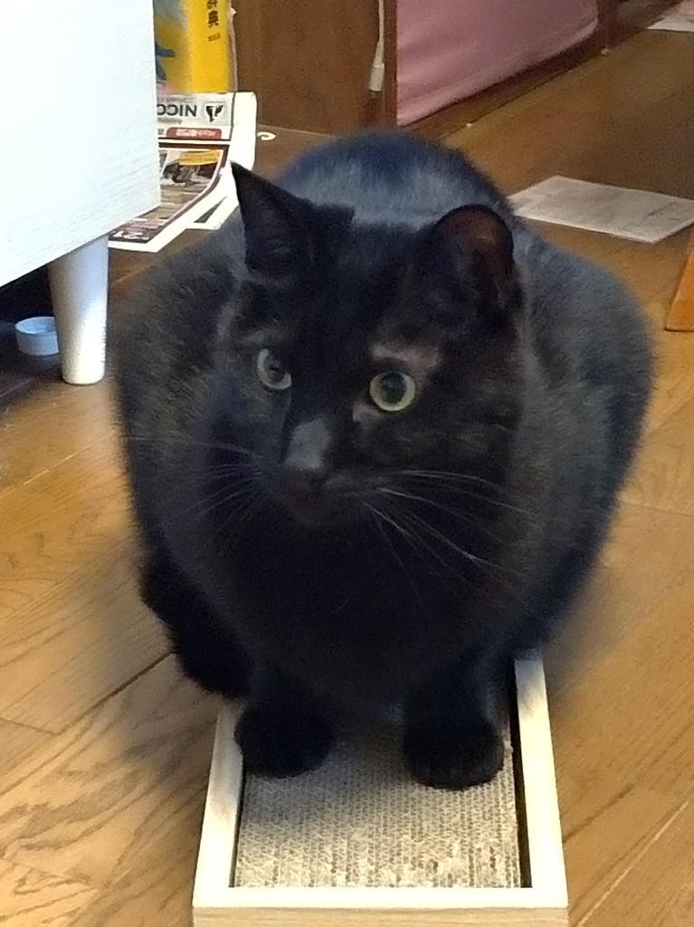 すずこ