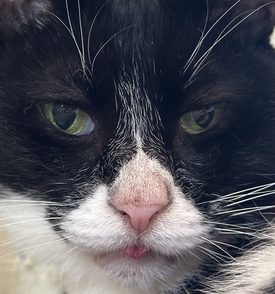 Phantom Cat