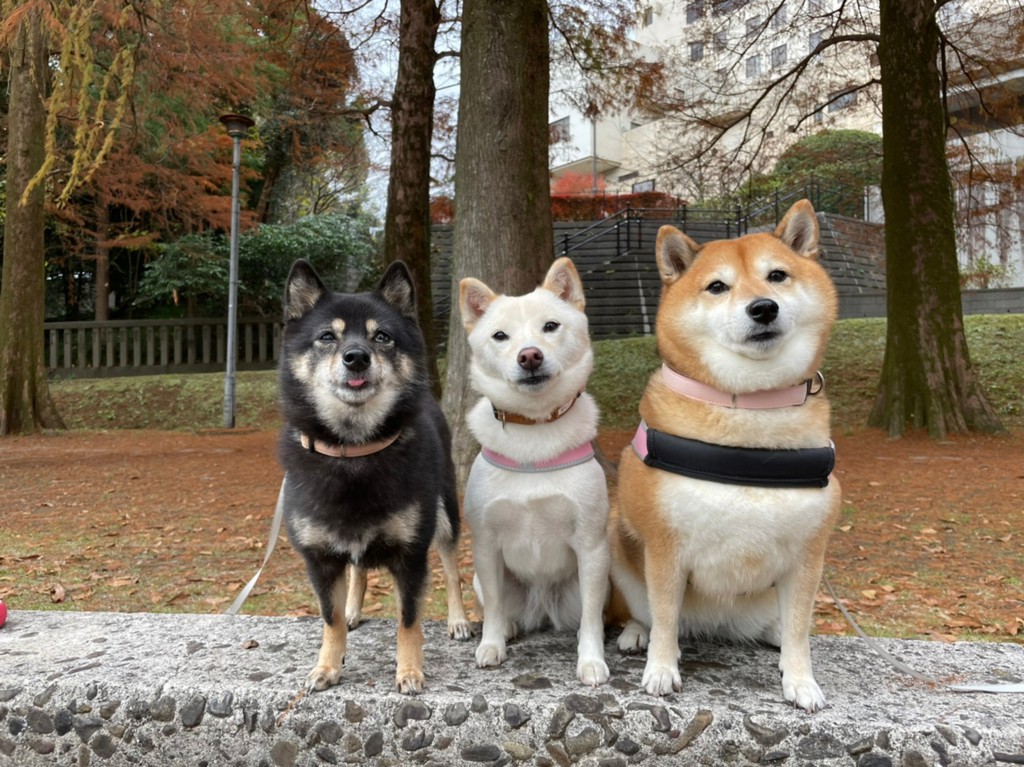 こむきなぱん