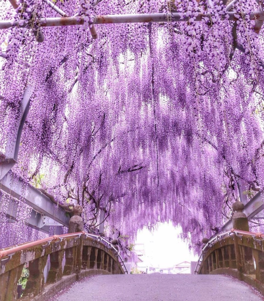 春璃