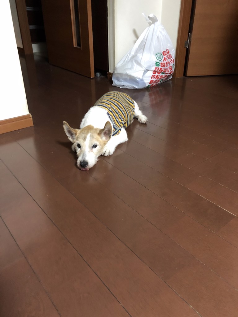 とら
