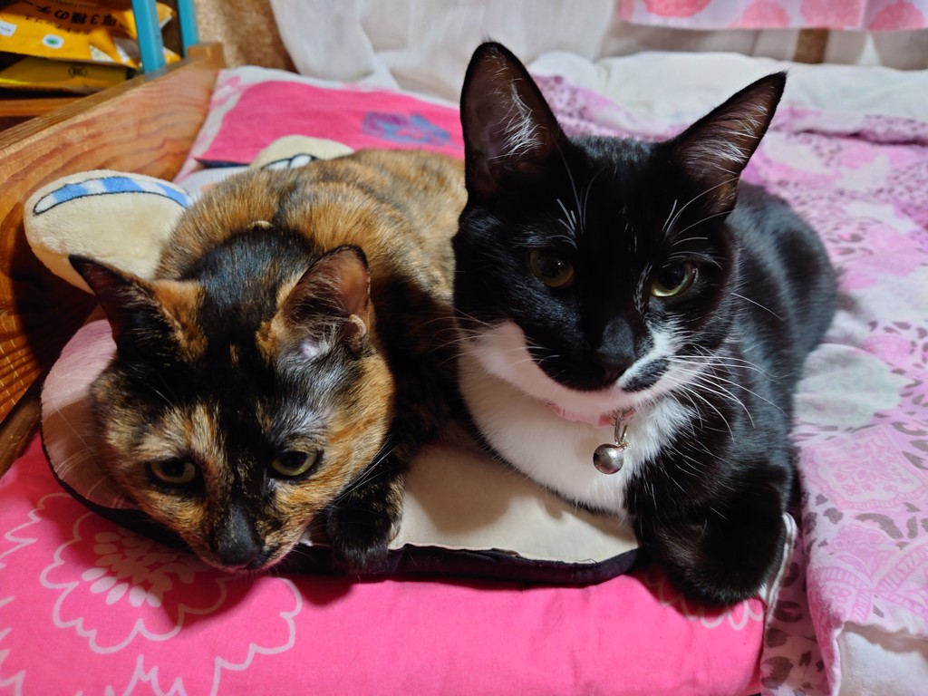 ツキツキ