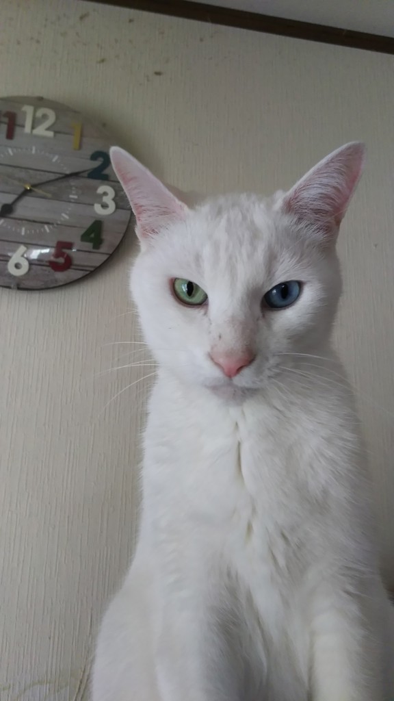 キョロりん