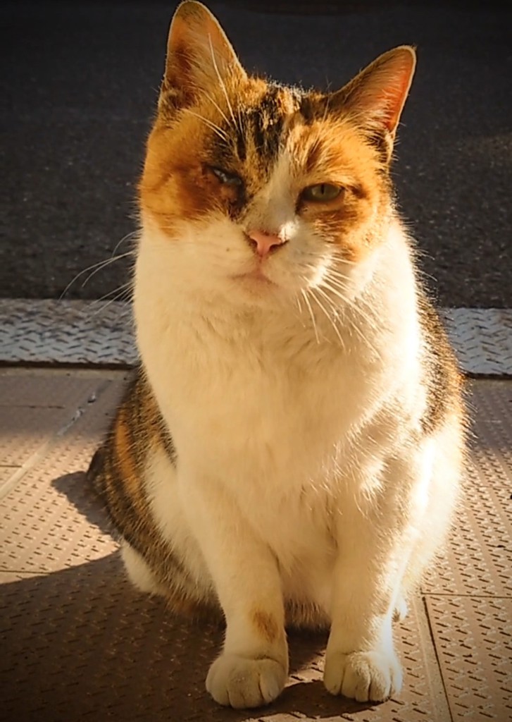 neko_sora